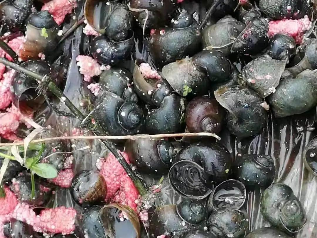 福寿螺寄生虫病例,福寿螺寄生虫感染人体途径