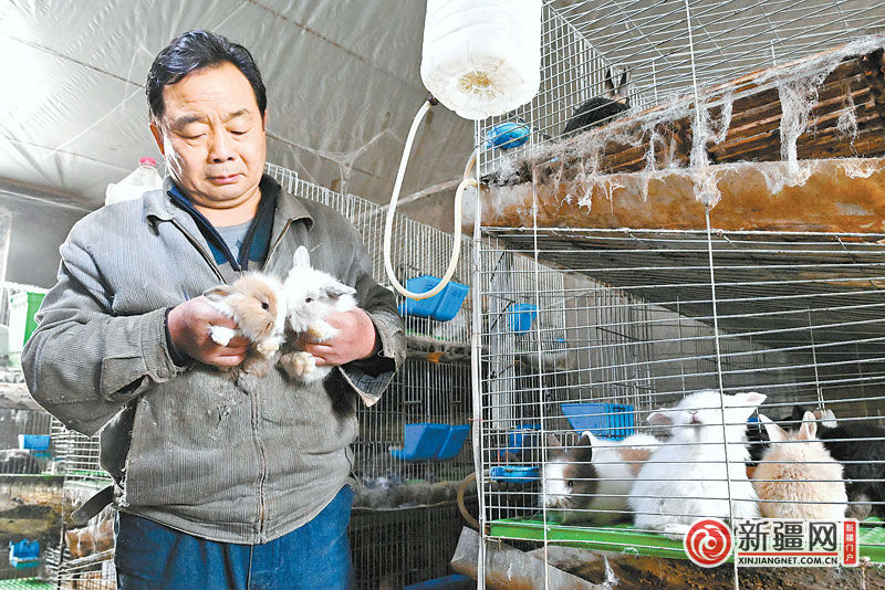 乌鲁木齐养兔技术,新疆宠物兔养殖基地