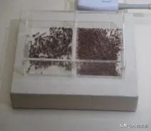 《寻味顺德》校本课程第二课