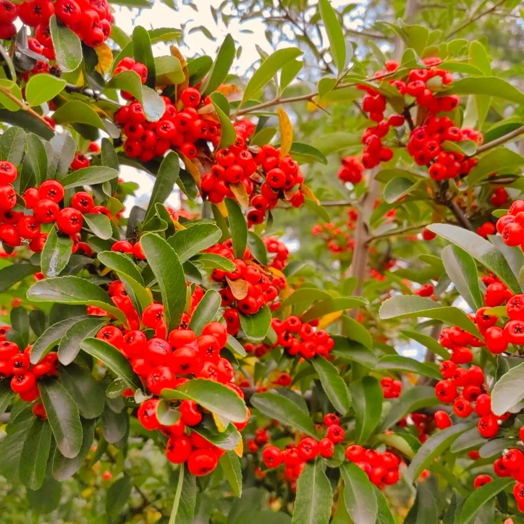 秋天军营风景,军营秋天