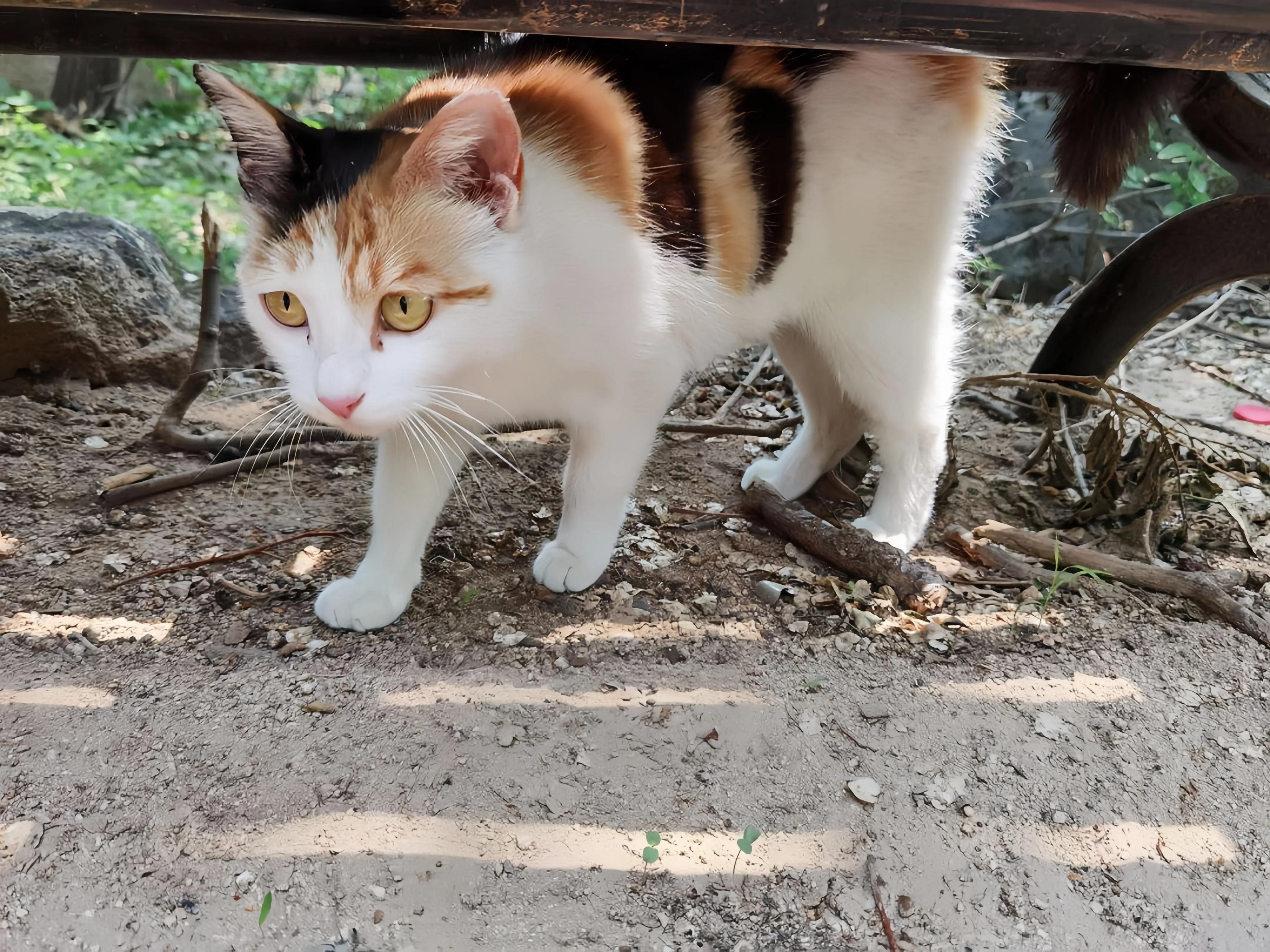 猫咪品种推荐500元以内,叫蒜头的猫咪是什么品种的