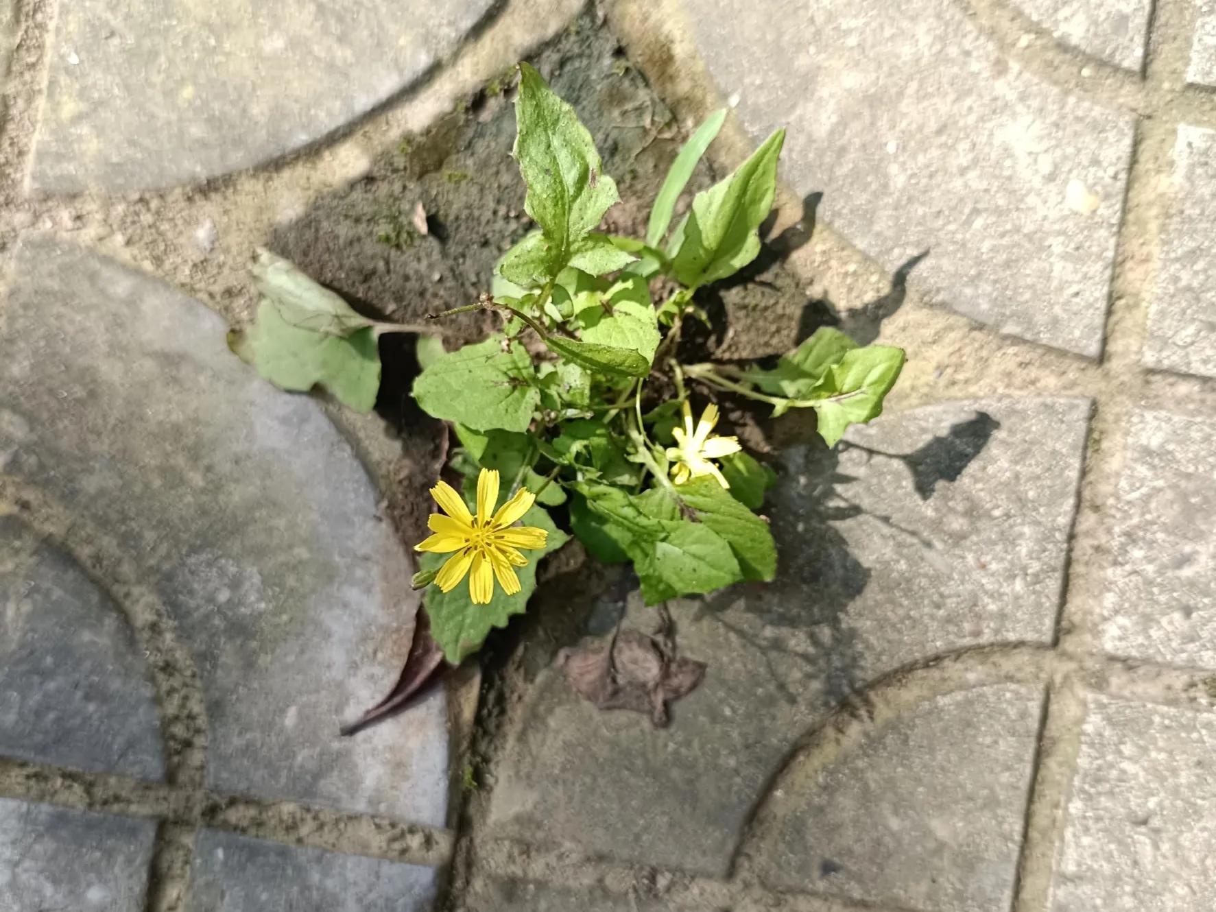 吃南瓜苗会加重湿疹吗,吃南瓜苗的好处和坏处