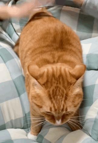 抖M大橘猫酷爱被打屁股，否则就骂骂咧咧：我是你修来的一屁股债