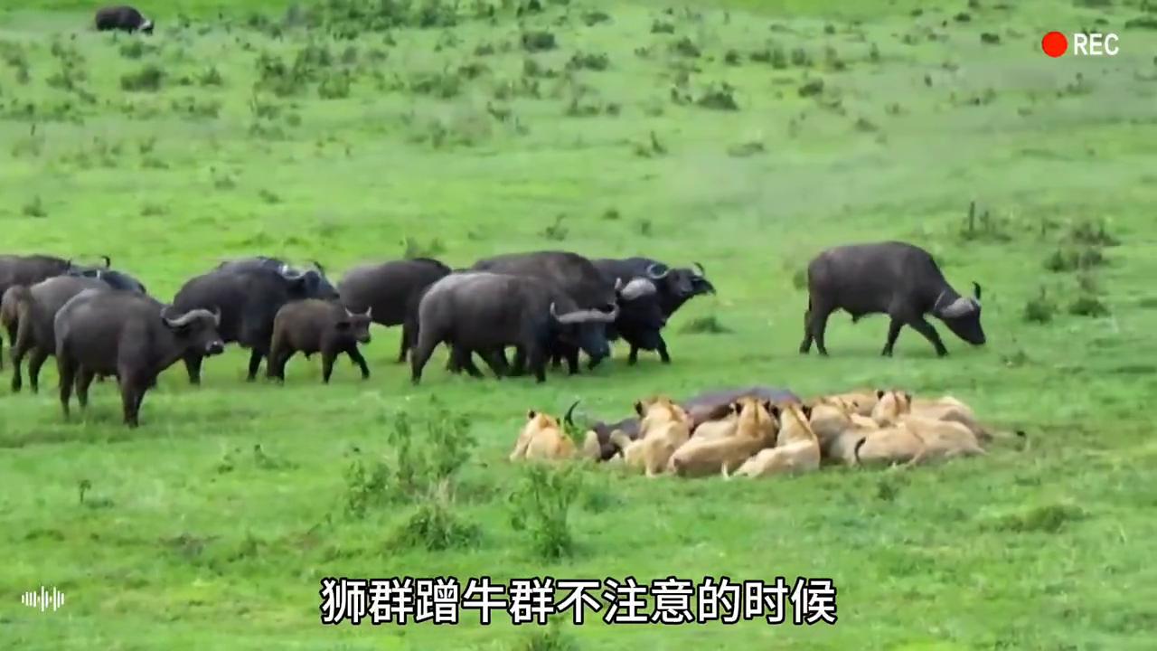 三只雄狮围攻落单水牛,狮群狩猎落单野牛