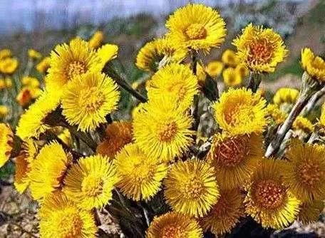 川贝蜜炼枇杷膏好喝吗,蜜炼川贝枇杷膏口感好