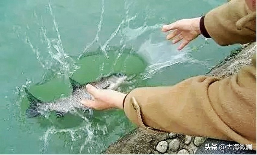 四月初八佛诞节的来历,藜畲古刹2020年四月初八佛诞节