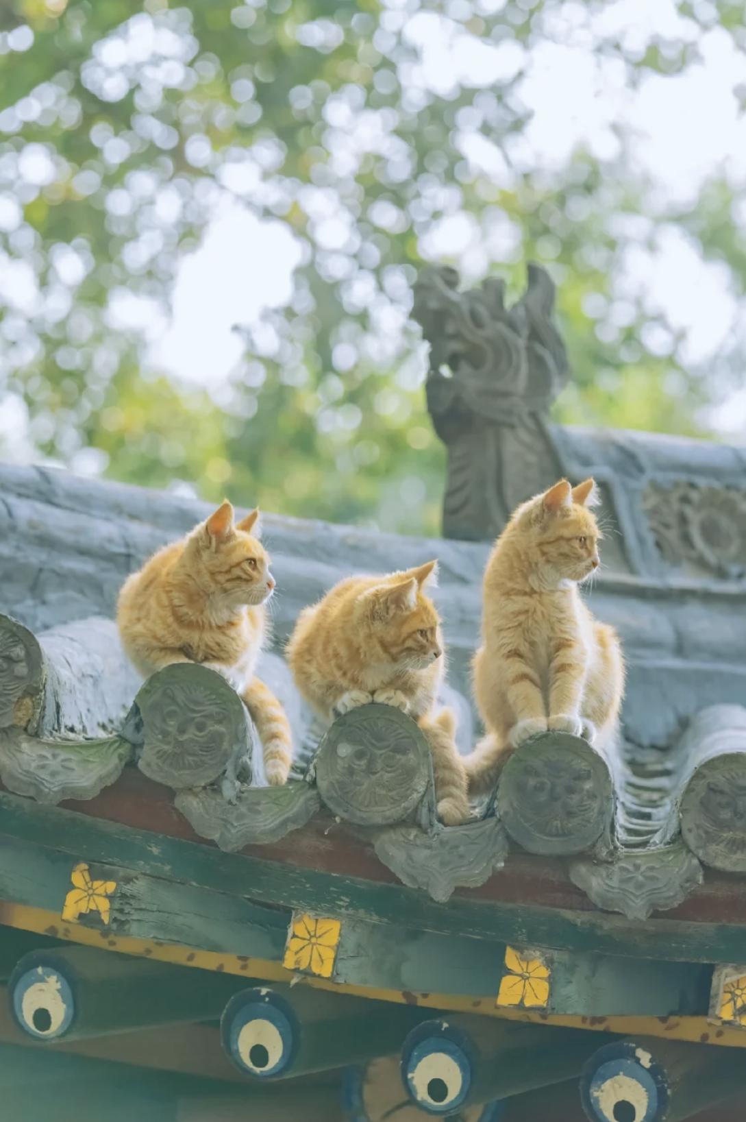 治愈系壁纸｜132张可爱小猫咪的样子