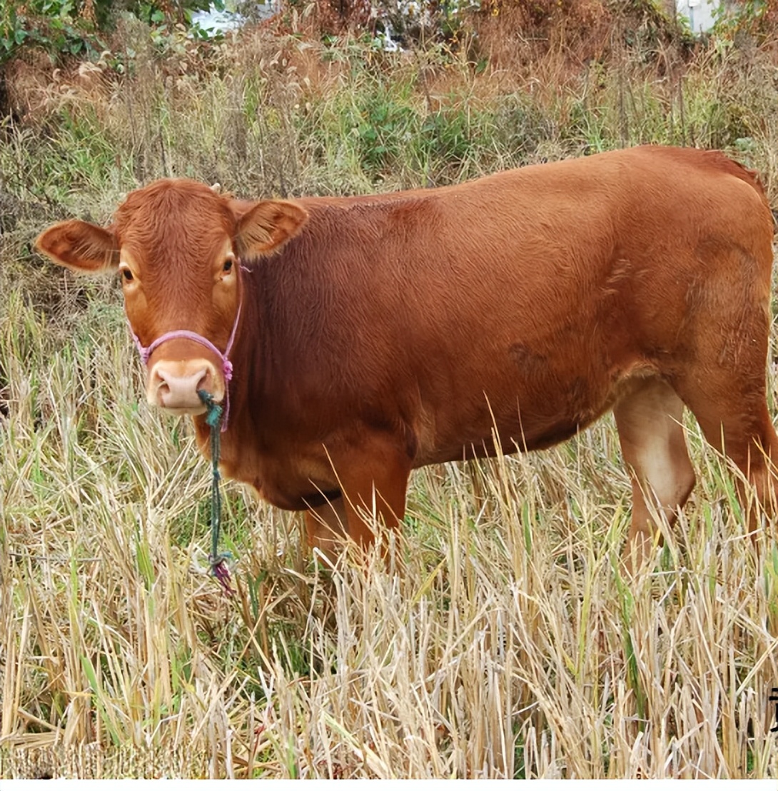 牛血痢临床诊疗措施！