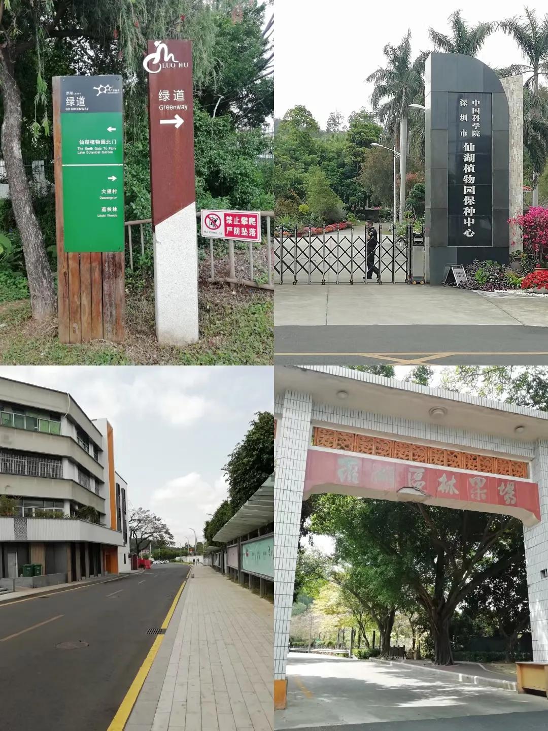 梧桐绿道东湖公园徒步,深圳梧桐绿道步行攻略