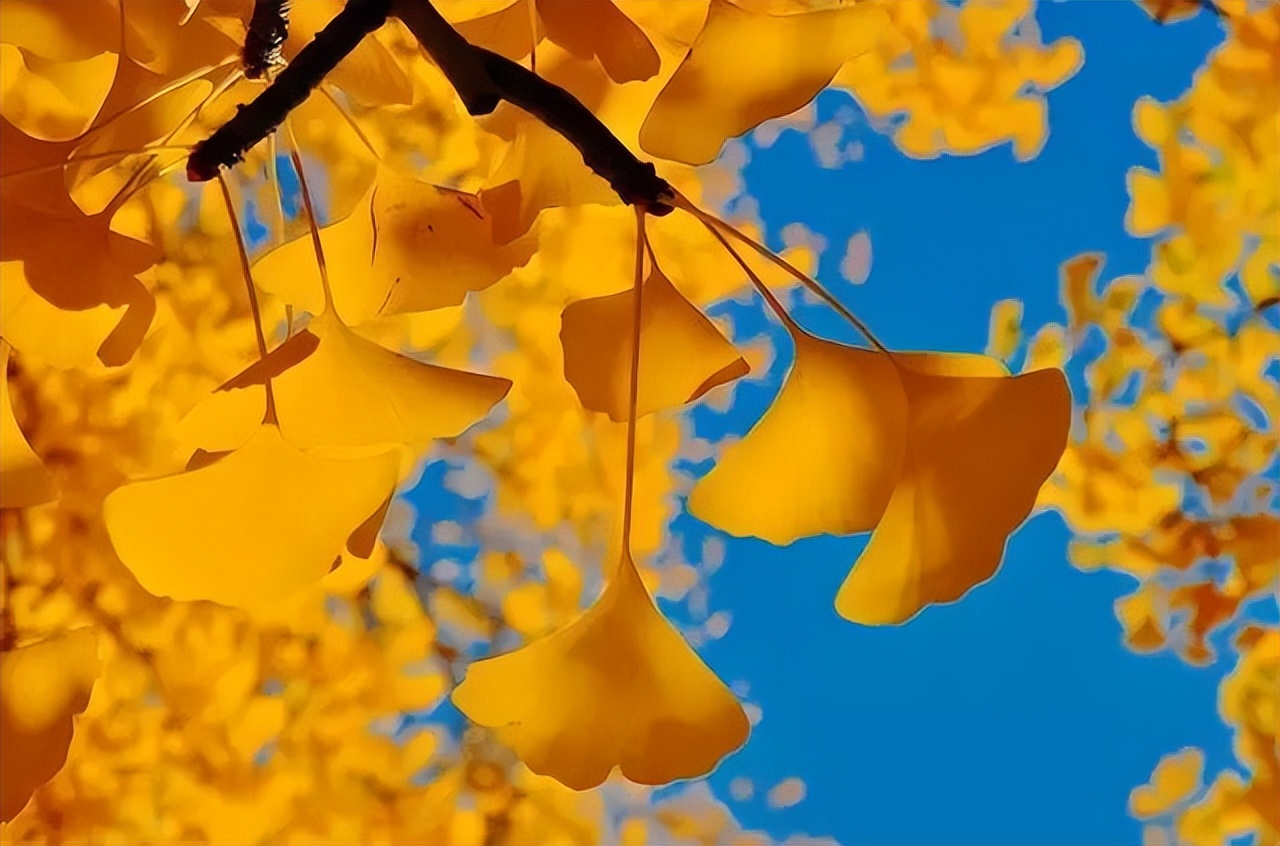 秋天落叶的诗句唯美短句,适合秋天发朋友圈的赞美秋天的诗