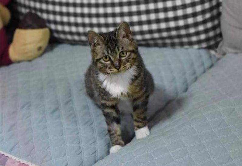 雪纳瑞和猫相处,雪纳瑞能和狸花猫一起养吗