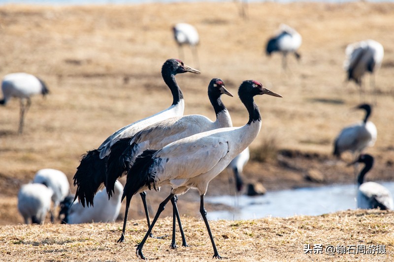 高原精灵黑颈鹤越冬之地——大山包（云、藏自驾旅行纪实之一）