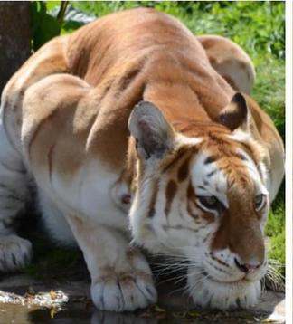 罕见颜色动物,十大罕见彩色动物