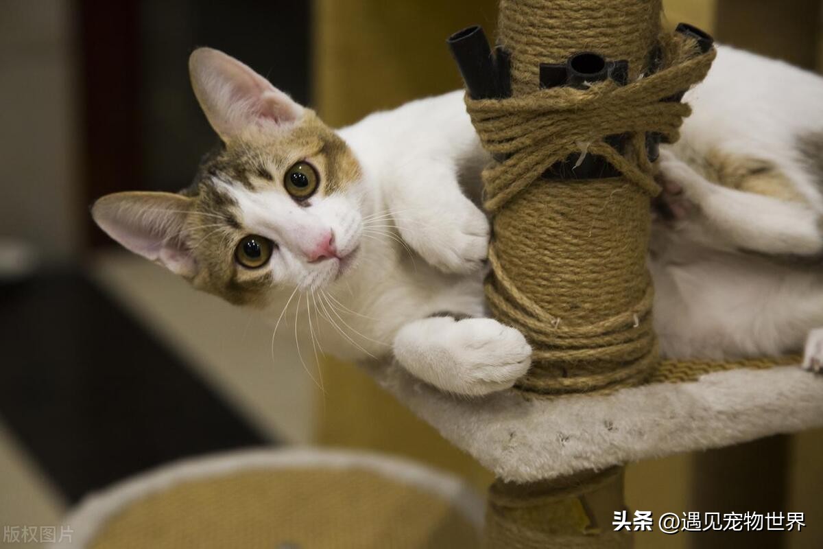 猫玩具推荐,猫咪自嗨逗猫玩具