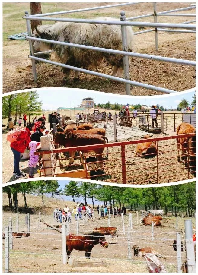 犇福金达莱地址,犇福农场金达莱多吗