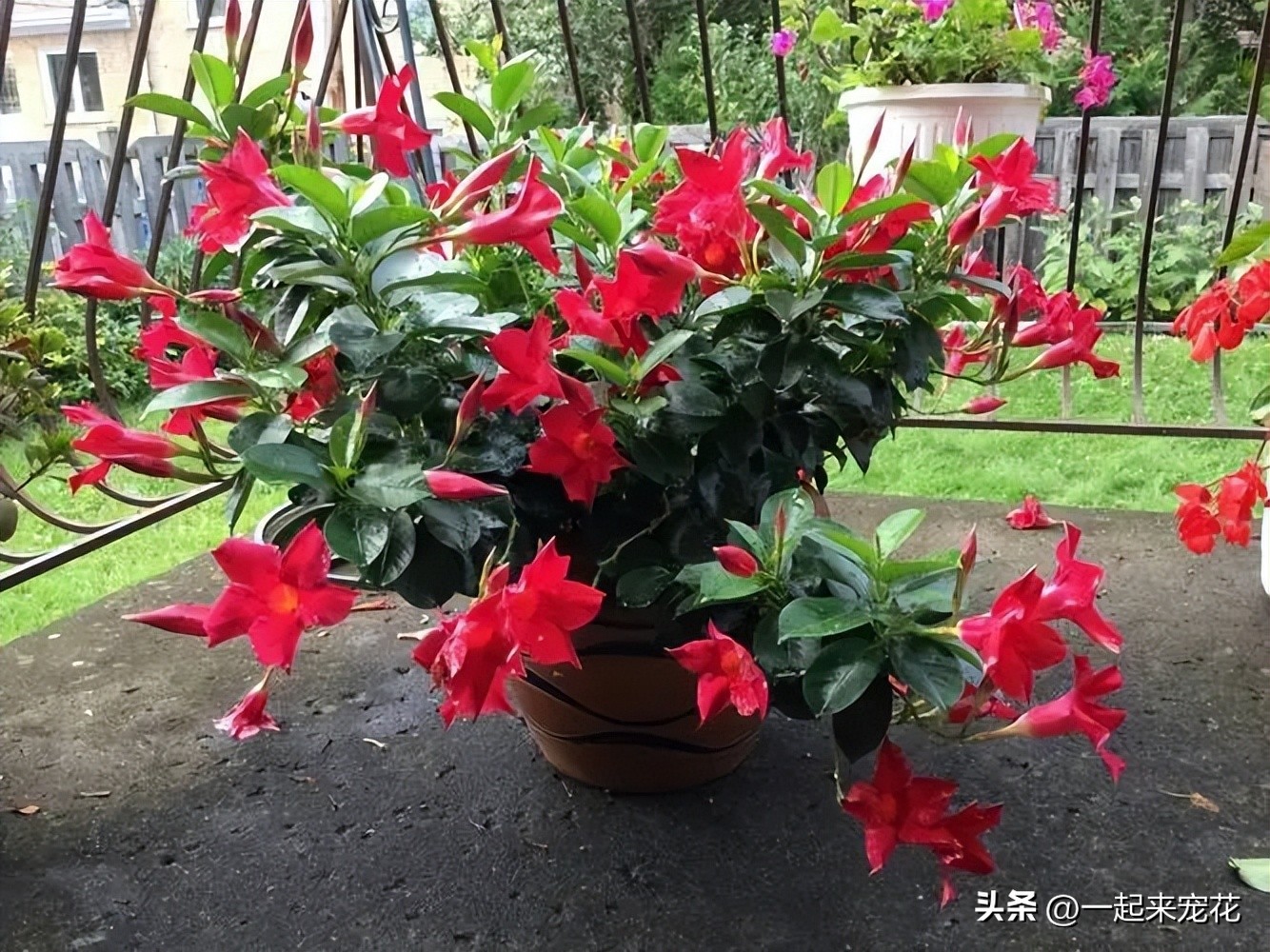 四季最好养的10种花,夏天室外小花园适合种什么花