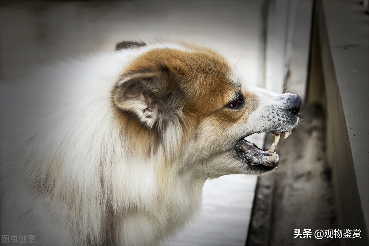 狂犬病毒在狗狗身上有潜伏期吗,正常狗有狂犬病