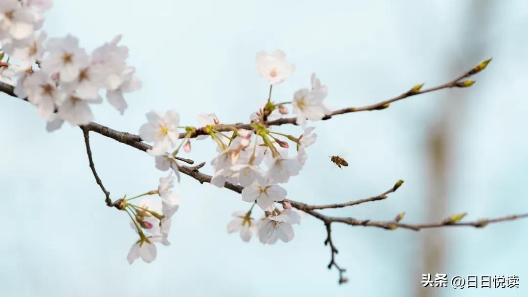 湖北荆州：石首“繁花”上大分↑即将刷爆朋友圈！