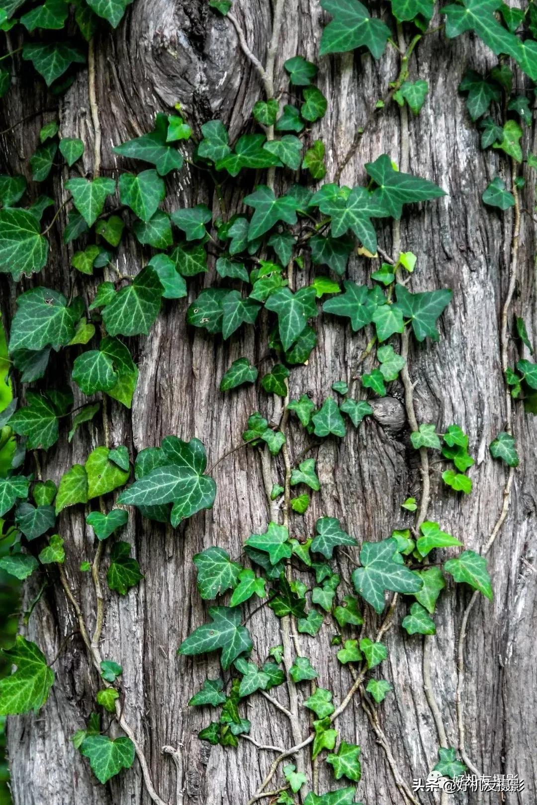 手机拍照片怎么拍出质感风景,拍的照片没有质感