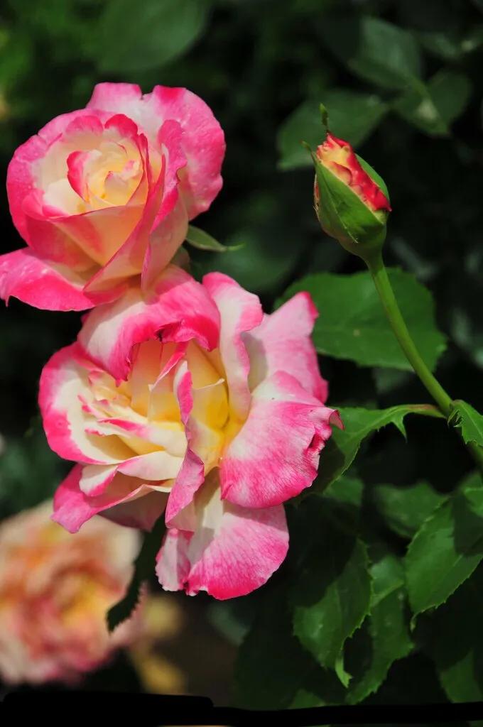 好看的山水花鸟大全,中国风山水花鸟图片