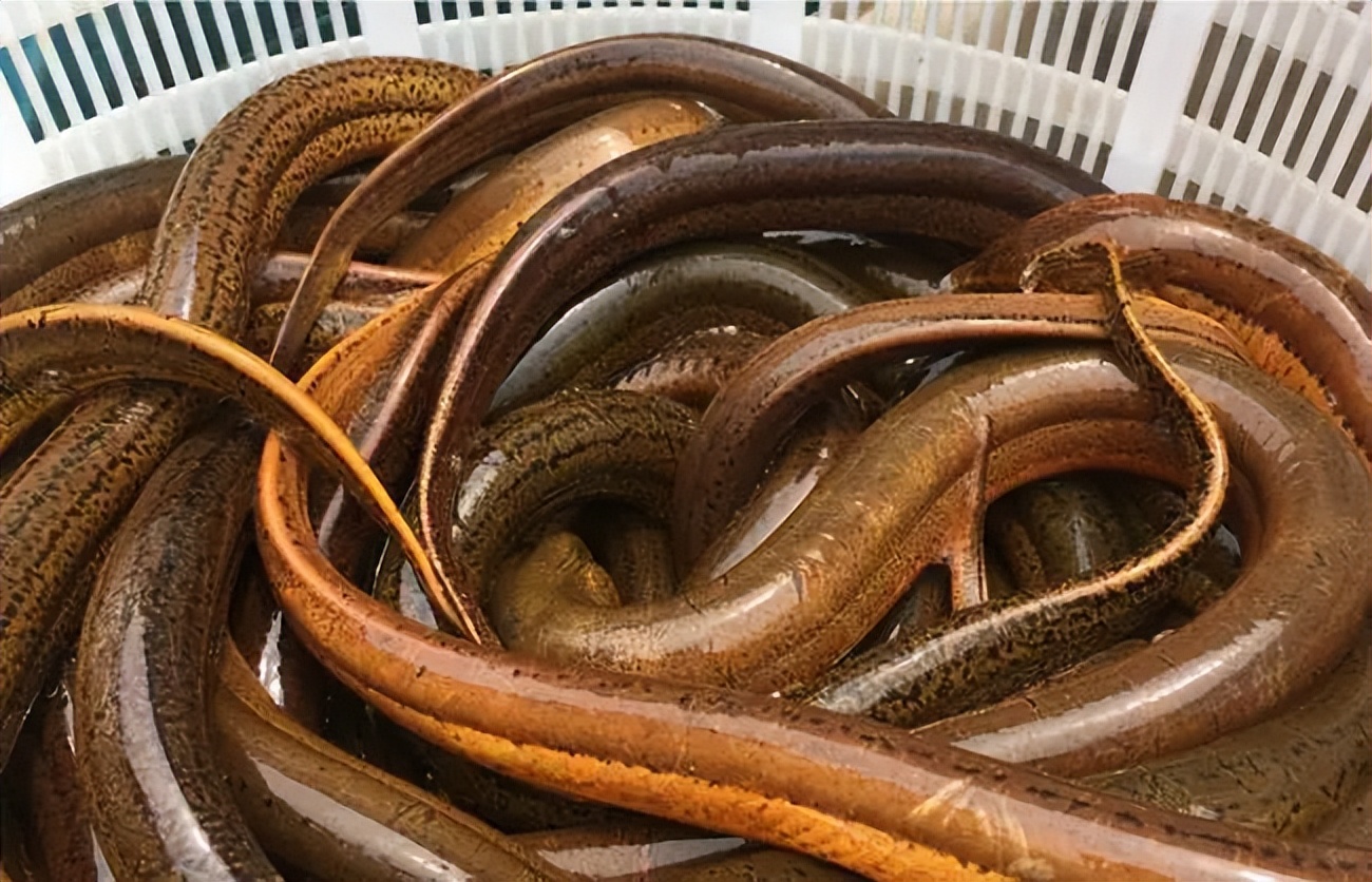 22岁少女体内有寄生虫,20岁女孩腹部有寄生虫