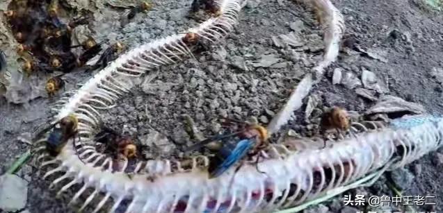 中国大虎头蜂打得过蚂蚁吗,虎头蜂入侵乡村