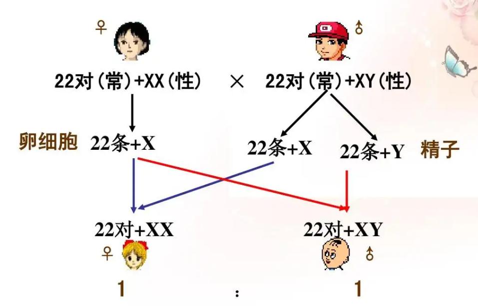 人类祖先留下来的遗传基因,人类性别决定与哪些基因有关