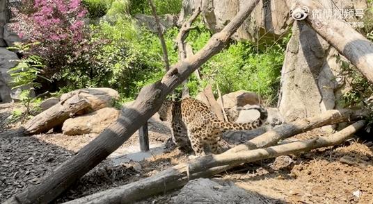 丫丫目前回国的样子,丫丫回国是好事还是坏事