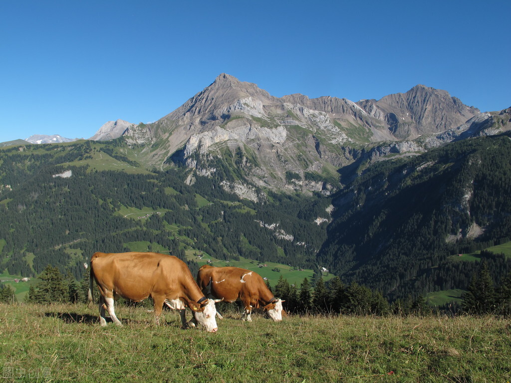 西门塔尔牛养殖教程今日牛价,2025年西门塔尔牛价行情预测