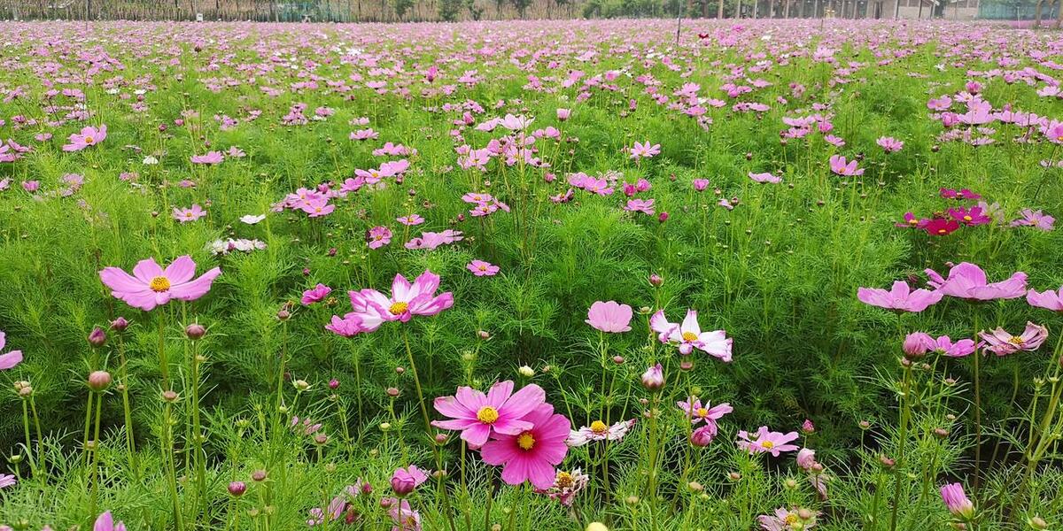 武汉五月看花的地方有哪些,武汉五月的花海