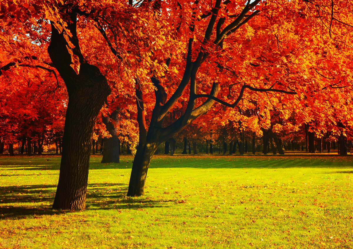 中年婚姻全集视频,中年婚姻全文