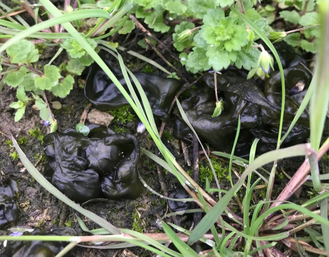 可以吃的野菜大全100种图解,教你认识100种野菜