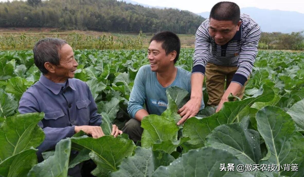 农作物缺镁的表现和症状,严重缺镁缺钙需要多久才能补足