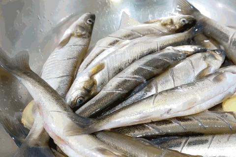 东北人都不爱吃鱼吗,南方人都很会吃鱼