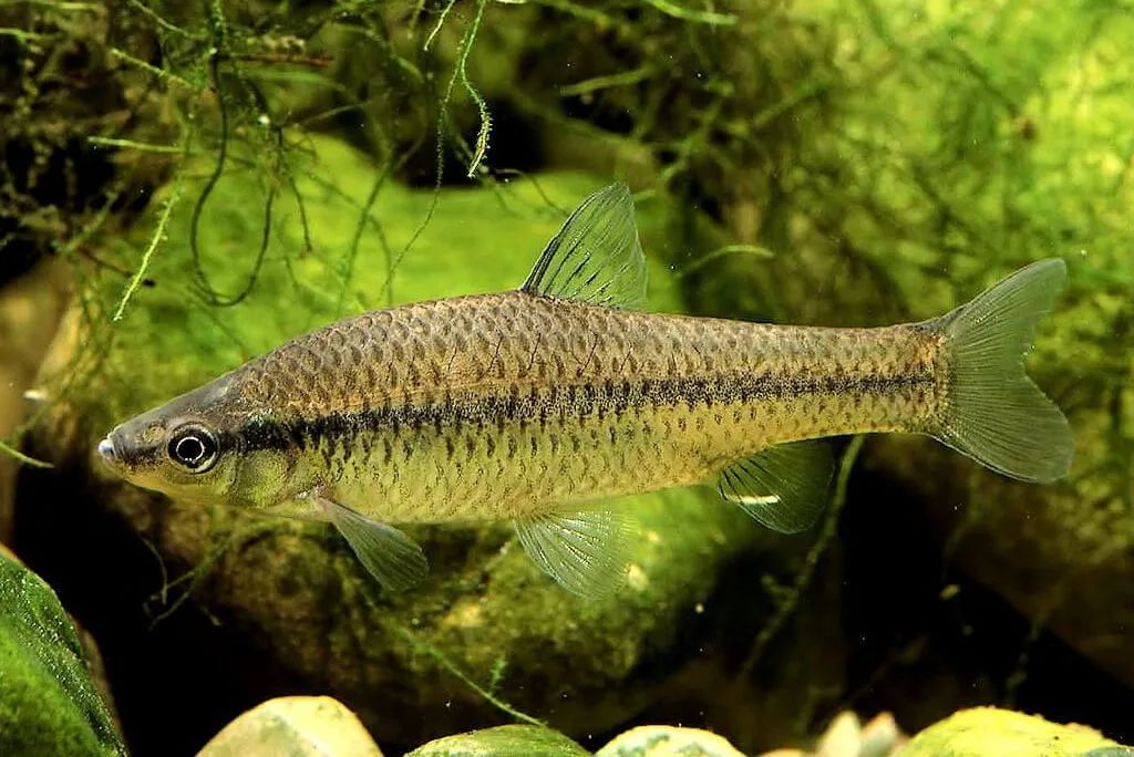 黑龙江三花五罗十八子图片,黑龙江名鱼三花五罗