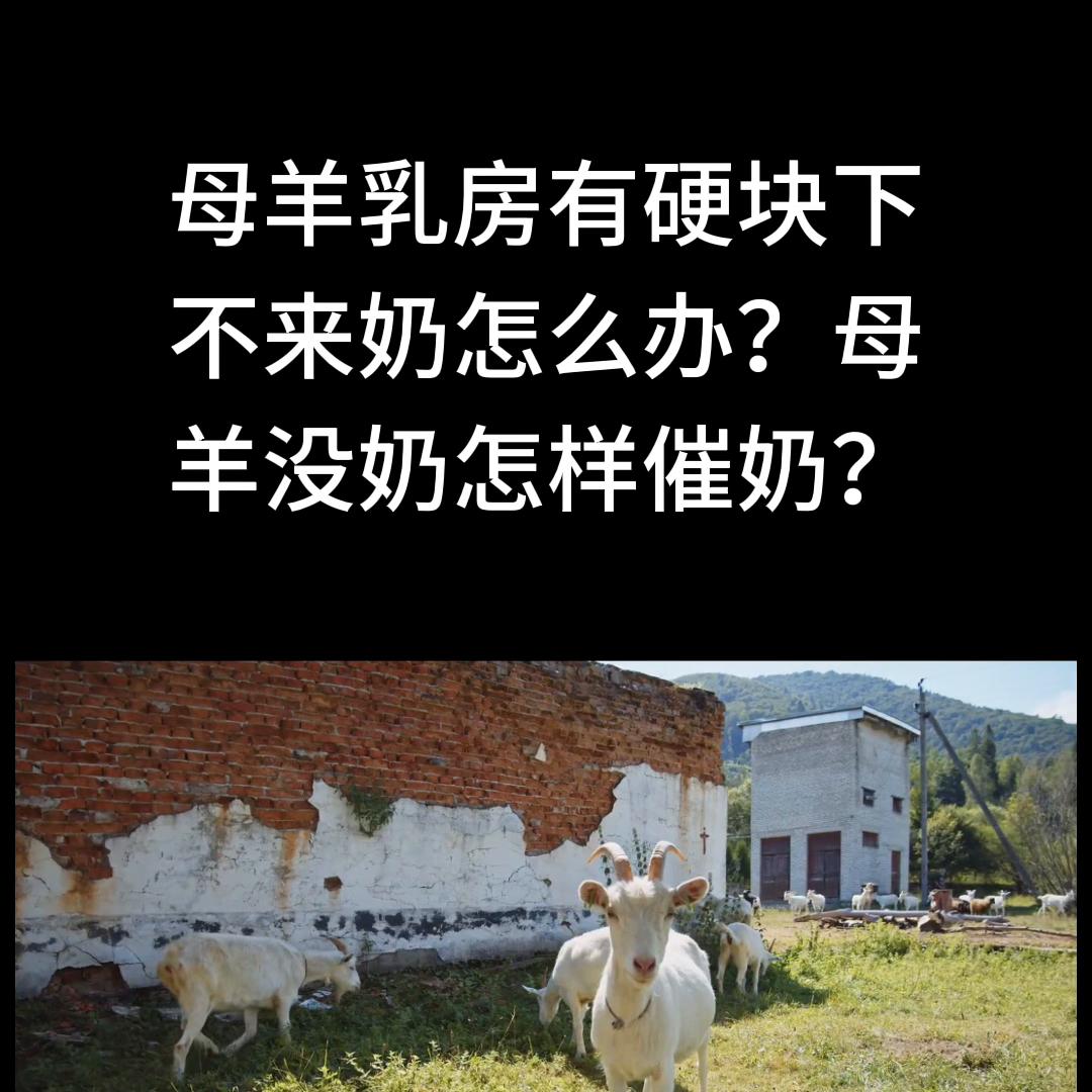 母羊奶有肿块不下奶怎么处理,母羊产后乳房有硬块不下奶怎么办