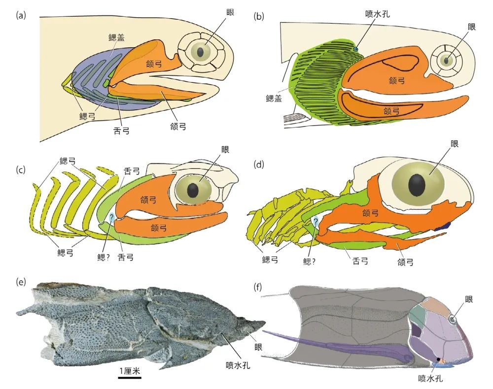 我们的耳朵曾经是鱼类的鳃