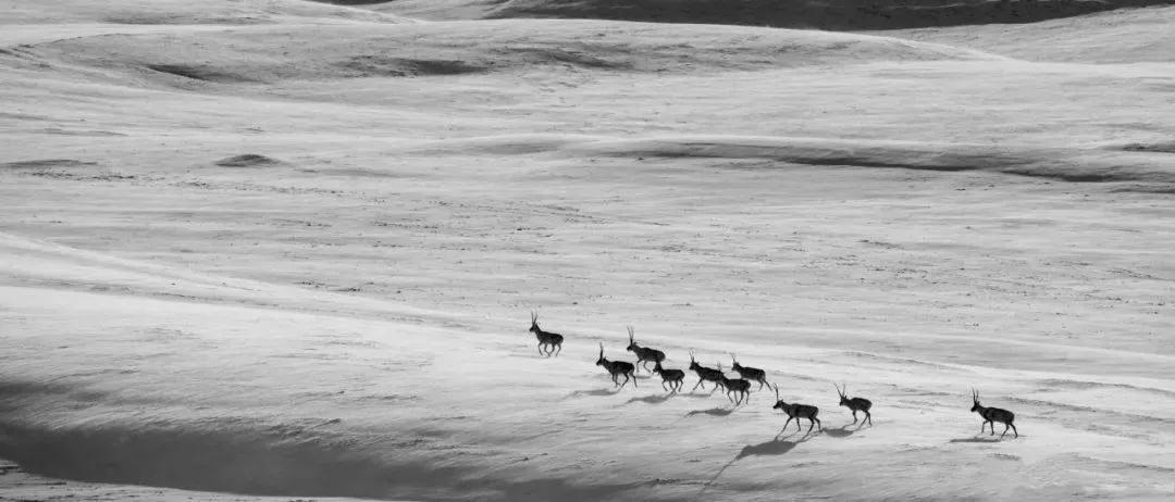 28年前发生了什么？为何40岁的索南达杰，被称作可可西里的保护神