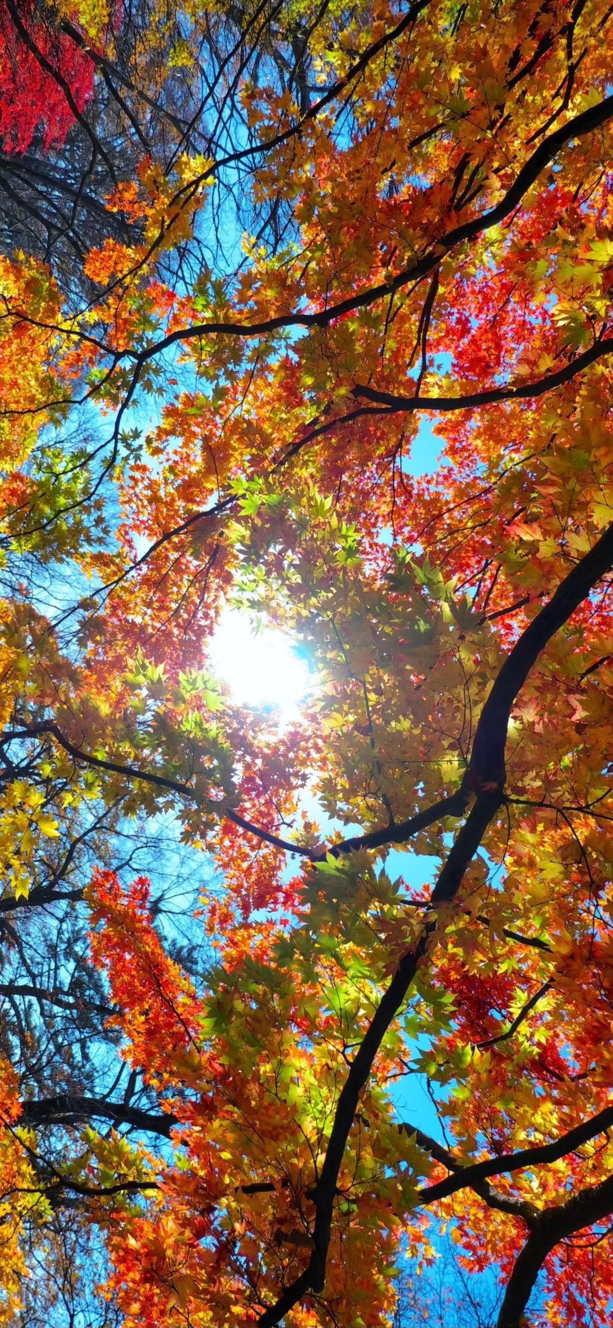 苹果14超清壁纸图片,苹果14高清壁纸4k全屏动漫