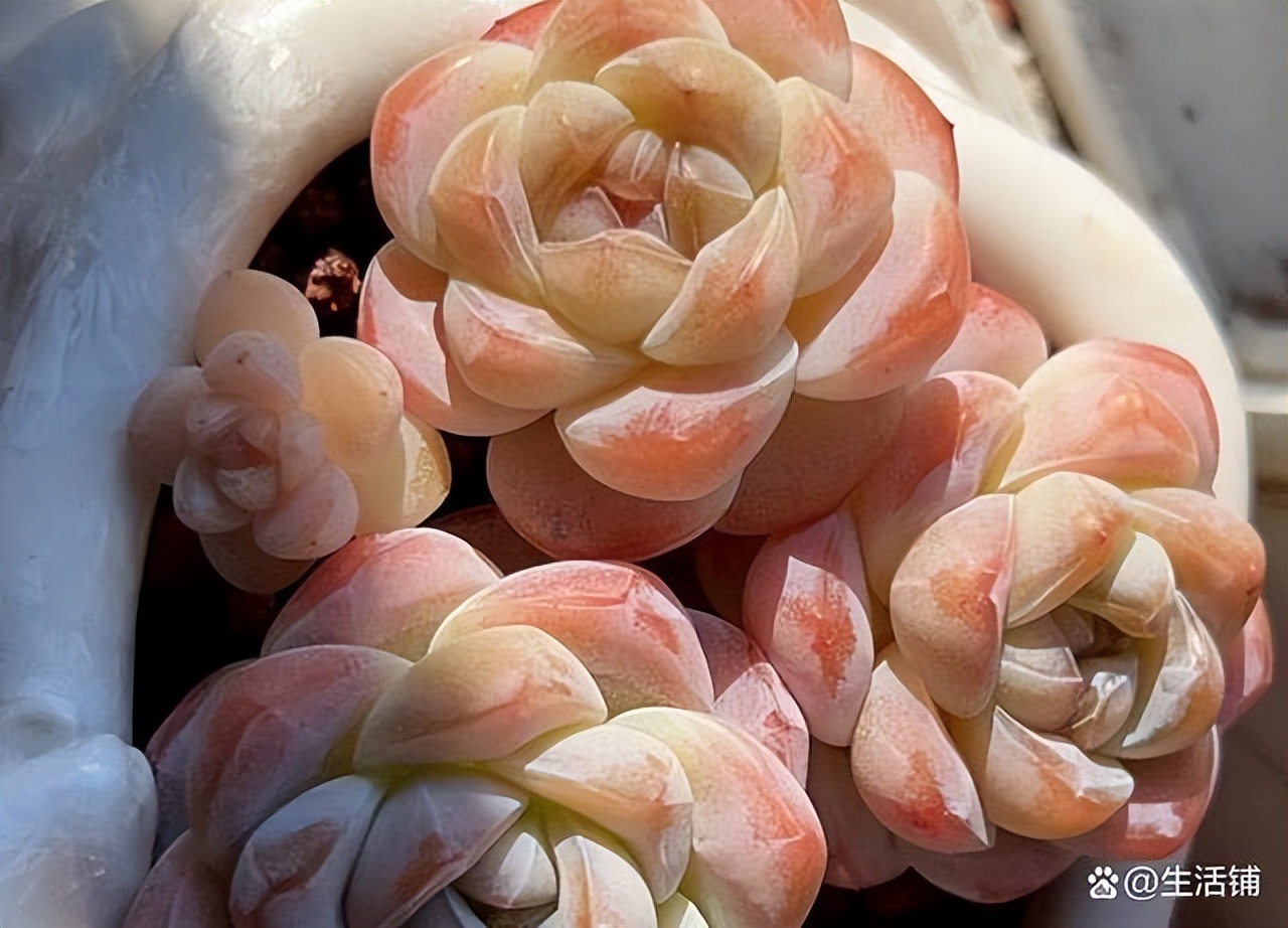 多肉徒长了怎么办?3个方案来“挽救”,轻松爆崽,养成老桩