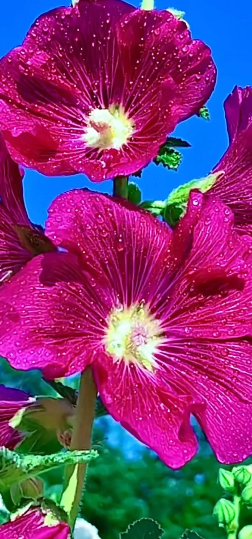 蜀葵花唯美大图片,世上最美的蜀葵花图片图文