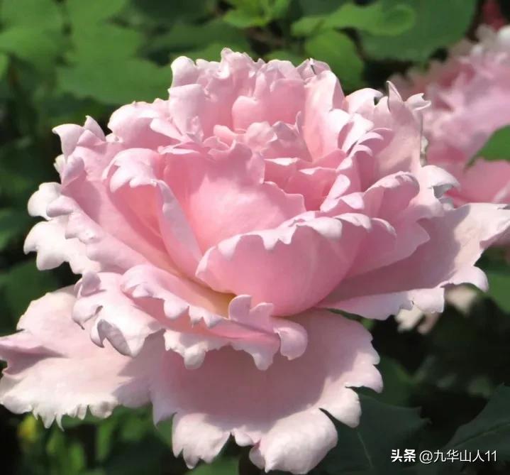 藤本月季品种列表,大红色藤本月季哪个品种好