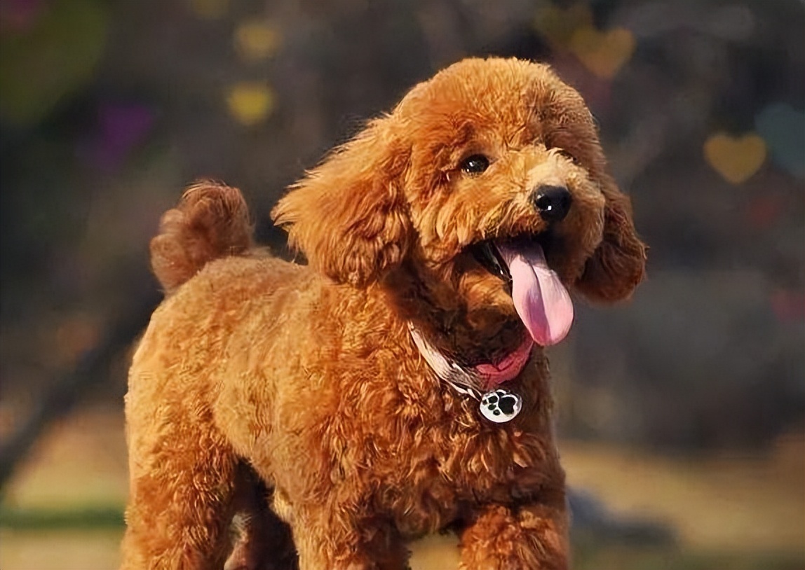 狗狗在家跑来跑去不叫被楼下投诉,刚到家的狗狗有点吵被邻居投诉