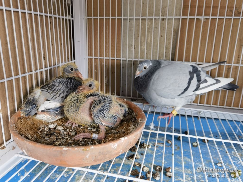 骞奸附澶у皬涓嶄竴,骞奸附鍑哄３澶у皬涓嶄竴