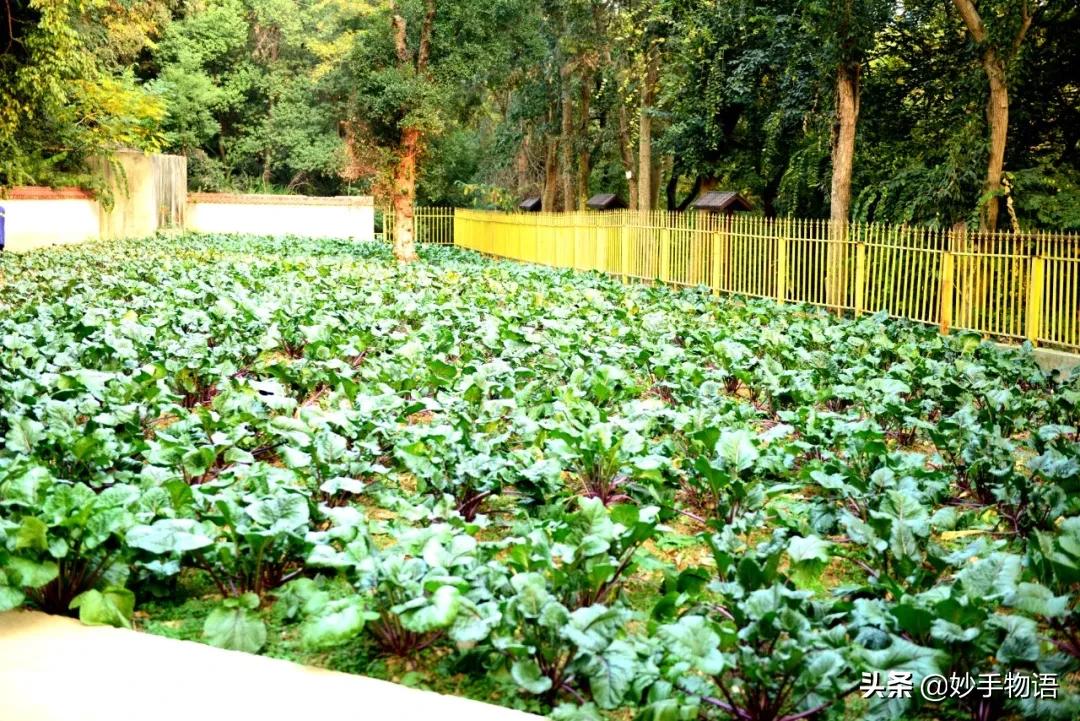 中国十大传统名菜大全,中国菜八大菜系十大名菜