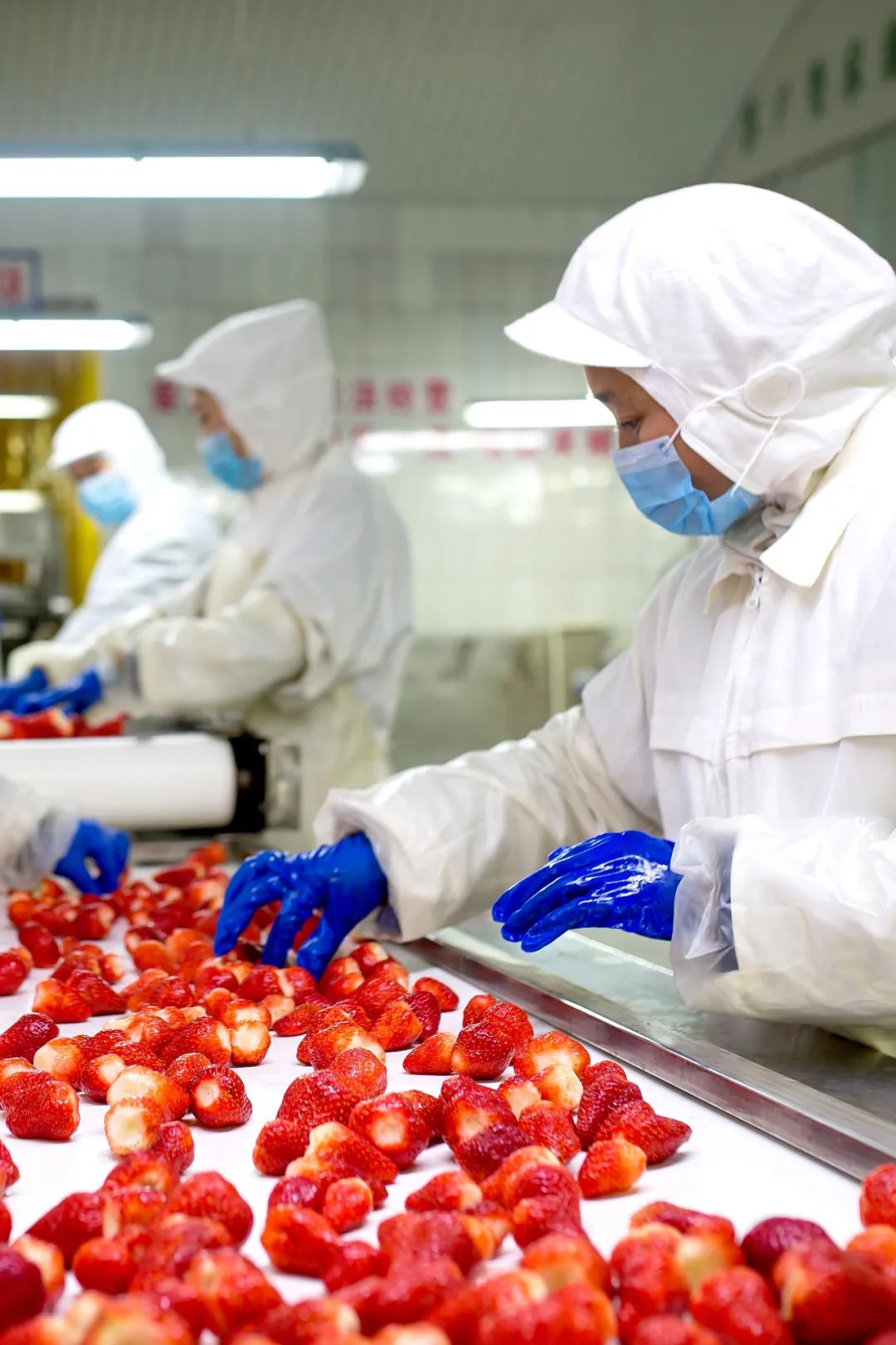 东港草莓,东港草莓新品质