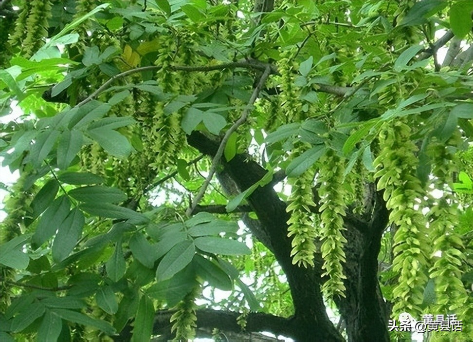 下河抓鱼最好的办法,下河抓鱼是怎么抓的