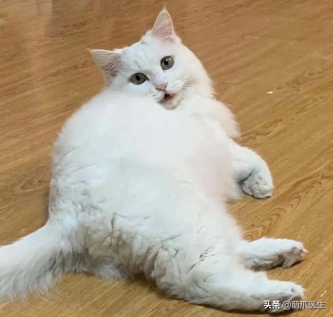 我的猫丢了拿回来要钱怎么办,我的猫丢了隐晦的意思