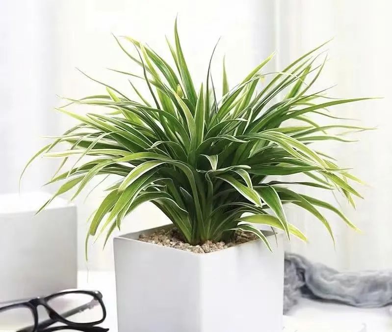 养花就养这几款好养易活,新手养花如何养便宜又好看