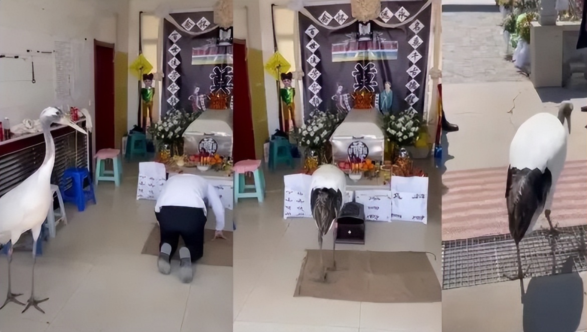 辽宁盘锦丹顶鹤来灵堂与老人道别,辽宁盘锦仙鹤为老人送行真的假的